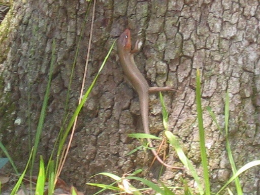 Large salamander