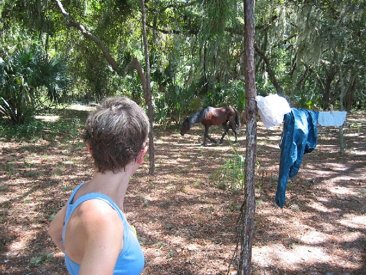 Horse at the campground
