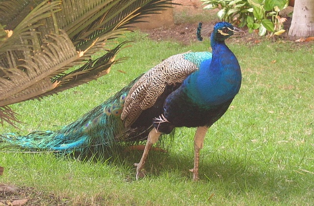 Peacock at Museo de las Casas Reales