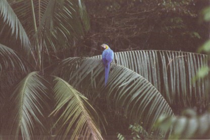 Blue and Yellow Macaw